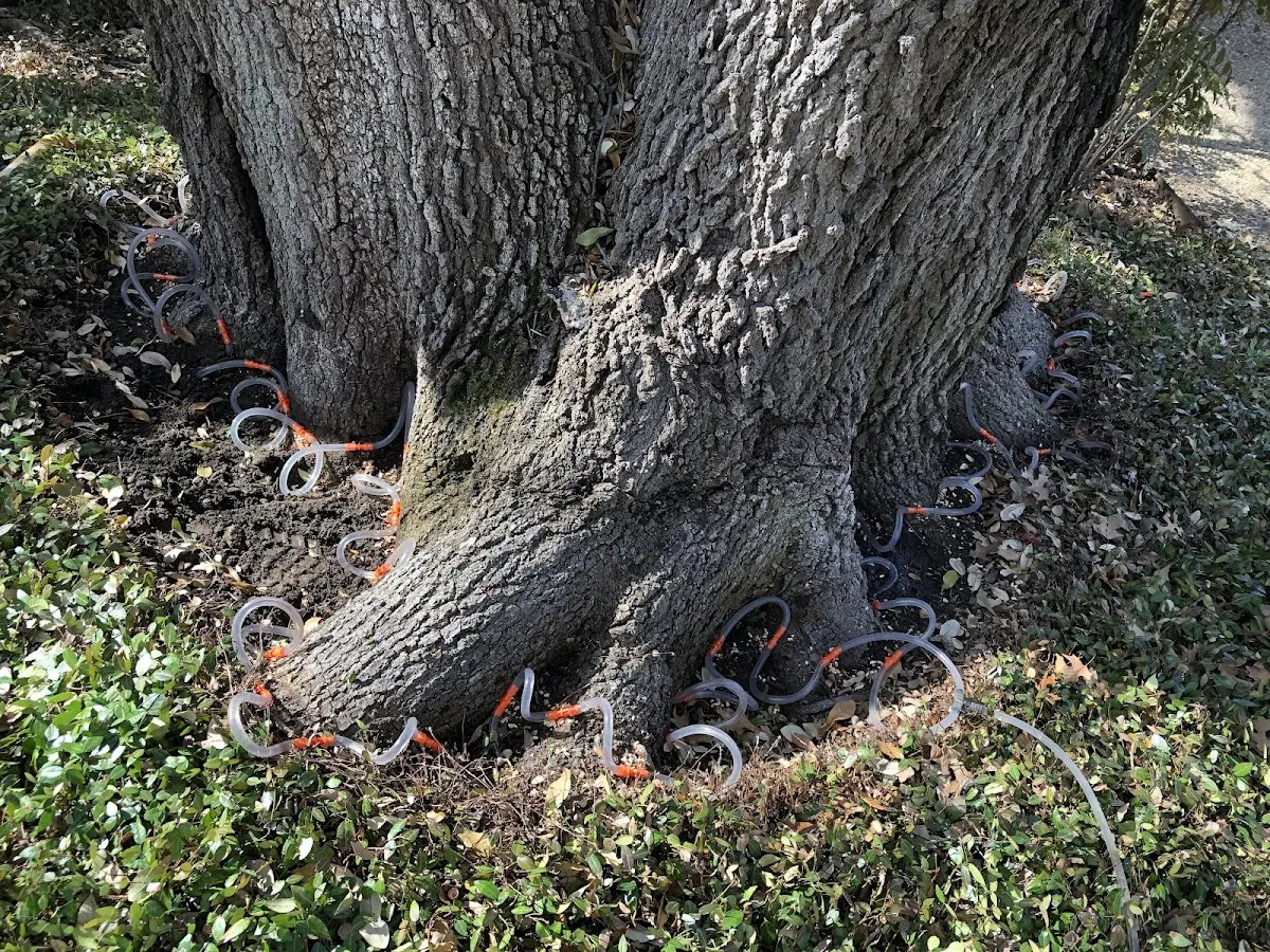 Detailed Tree Cabling and Bracing job site in New Glarus